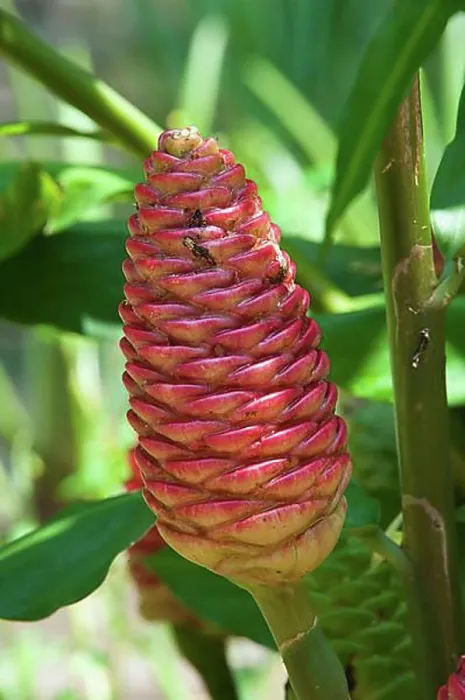 Gerahmter Druck : Zingiber zerumbet oder Shampoo Ingwer, Botanischer Garten von Rio de Janeiro, Brasilien, Südamerika. Gerahmter Druck : Zingiber zerumbet oder Shampoo Ingwer, Botanischer Garten von Rio de Janeiro, Brasilien, Südamerika.