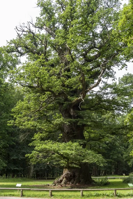 Gerahmter Druck : Eichen aus Ivenack, 1000 Jahre alt. Gerahmter Druck : Eichen aus Ivenack, 1000 Jahre alt.