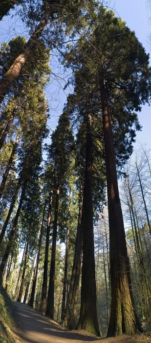Gerahmter Druck : 130-jährige Sequoia-Bäume (Sequoioideae) Gerahmter Druck : 130-jährige Sequoia-Bäume (Sequoioideae)