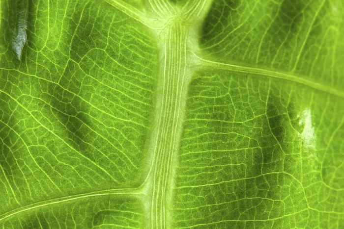 Gerahmter Druck : Abstrakter Makro von einem grünen Blatt. Gerahmter Druck : Abstrakter Makro von einem grünen Blatt.