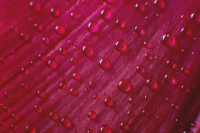 Gerahmter Druck : Abstraktion Florale Makro-Hintergrund Gerahmter Druck : Abstraktion Florale Makro-Hintergrund