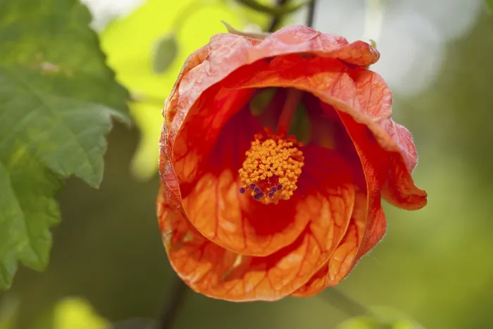 Gerahmter Druck : Abutilon Orange (Abutilon) Gerahmter Druck : Abutilon Orange (Abutilon)