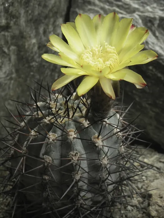 Gerahmter Druck : Acanthocalycium glaucum Gerahmter Druck : Acanthocalycium glaucum