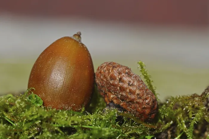 Gerahmter Druck : Acorn Gerahmter Druck : Acorn