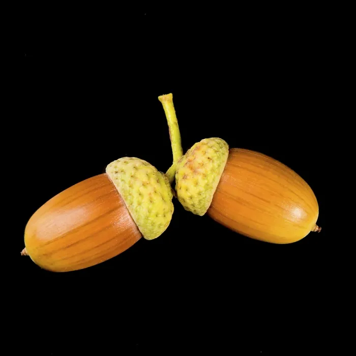 Gerahmter Druck : Acorn Gerahmter Druck : Acorn