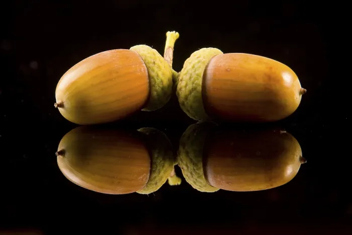 Gerahmter Druck : Acorn Gerahmter Druck : Acorn