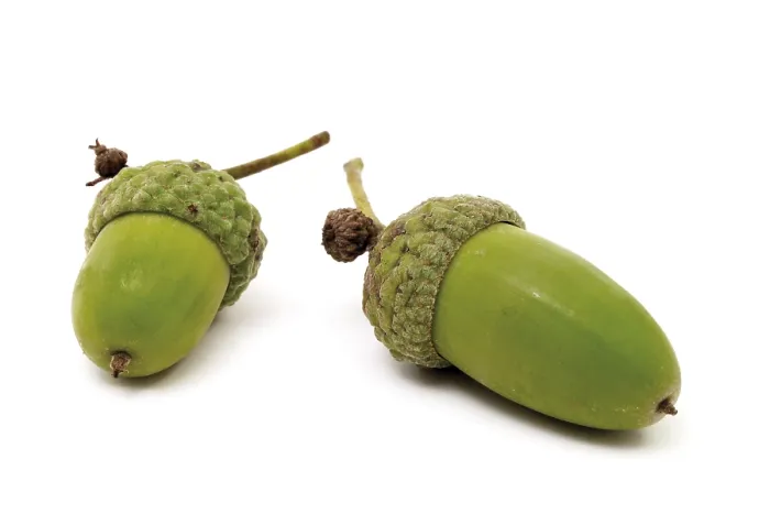 Gerahmter Druck : Acorns Gerahmter Druck : Acorns