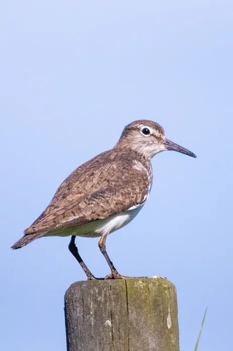 Gerahmter Druck : Actitis hypoleucos, Gemeiner Strandläufer. Gerahmter Druck : Actitis hypoleucos, Gemeiner Strandläufer.