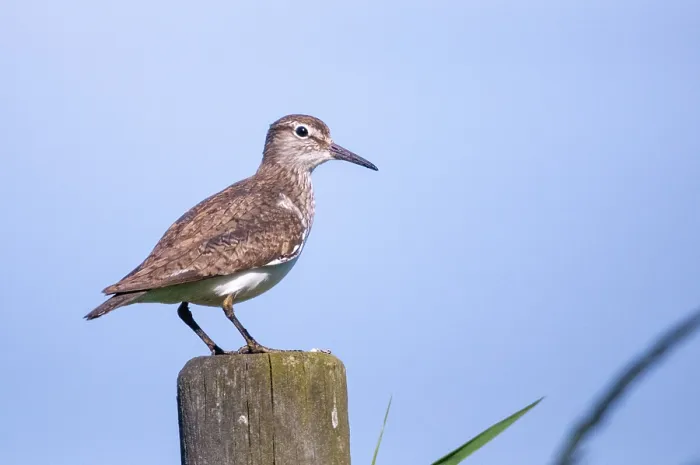 Gerahmter Druck : Actitis hypoleucos, Gemeiner Strandläufer. Gerahmter Druck : Actitis hypoleucos, Gemeiner Strandläufer.