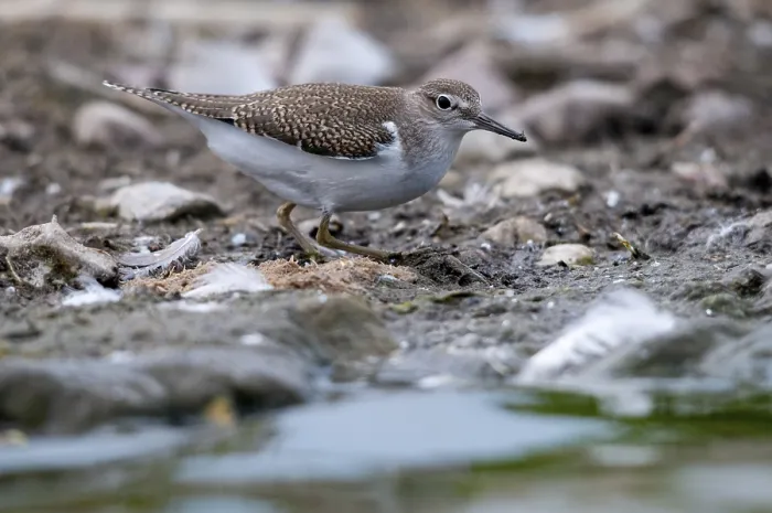 Gerahmter Druck : Actitis hypoleucos, Gemeiner Strandläufer Gerahmter Druck : Actitis hypoleucos, Gemeiner Strandläufer