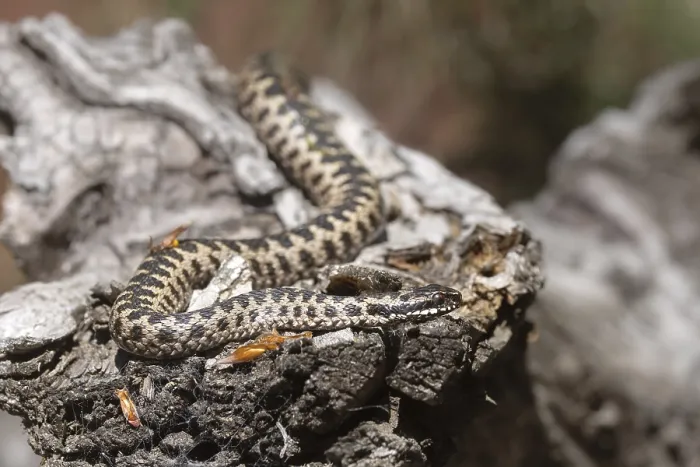 Gerahmter Druck : Adder (Vipera berus) Gerahmter Druck : Adder (Vipera berus)