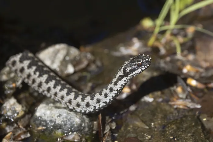 Gerahmter Druck : Adder (Vipera berus) Gerahmter Druck : Adder (Vipera berus)
