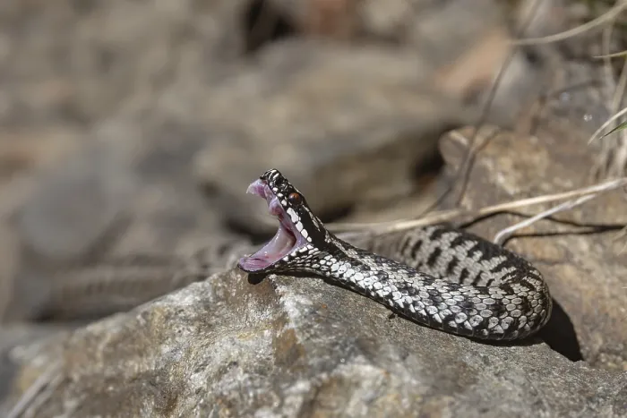 Gerahmter Druck : Adder (Vipera berus) Gerahmter Druck : Adder (Vipera berus)