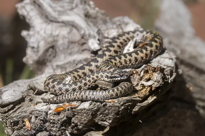 Gerahmter Druck : Adder (Vipera berus) Gerahmter Druck : Adder (Vipera berus)