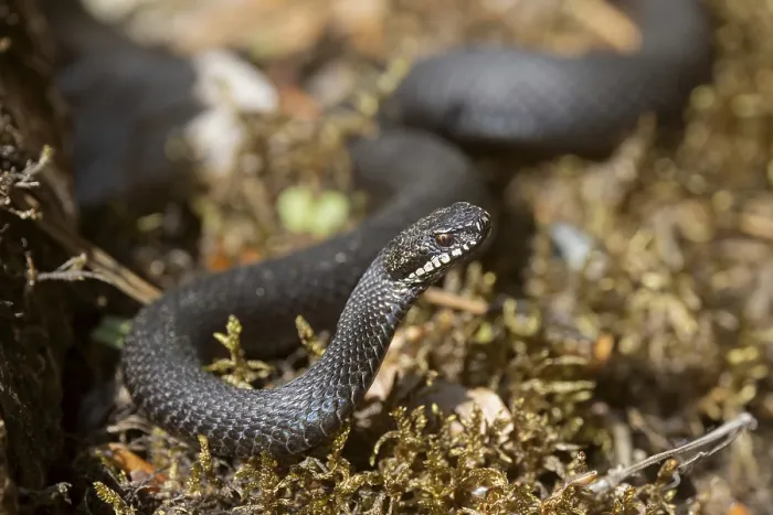 Gerahmter Druck : Adder (Vipera berus) schwarze Variante. Gerahmter Druck : Adder (Vipera berus) schwarze Variante.