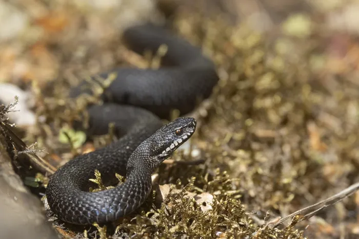 Gerahmter Druck : Adder (Vipera berus) schwarze Variante Gerahmter Druck : Adder (Vipera berus) schwarze Variante