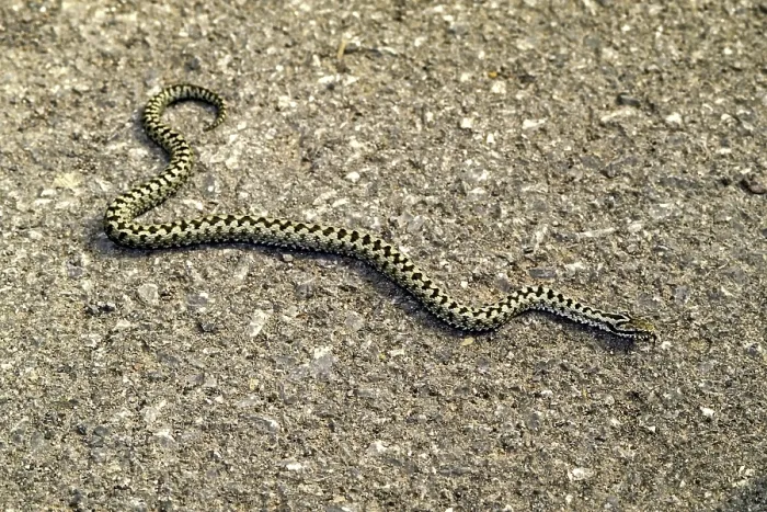 Gerahmter Druck : Giftassel, Vipera berus Gerahmter Druck : Giftassel, Vipera berus