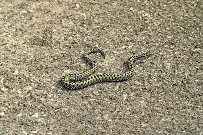 Gerahmter Druck : Adder, Vipera berus Gerahmter Druck : Adder, Vipera berus