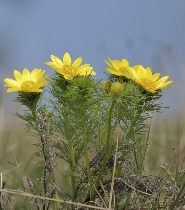 Gerahmter Druck : Adonistöne (Adonis), Tal der Triesting Gerahmter Druck : Adonistöne (Adonis), Tal der Triesting