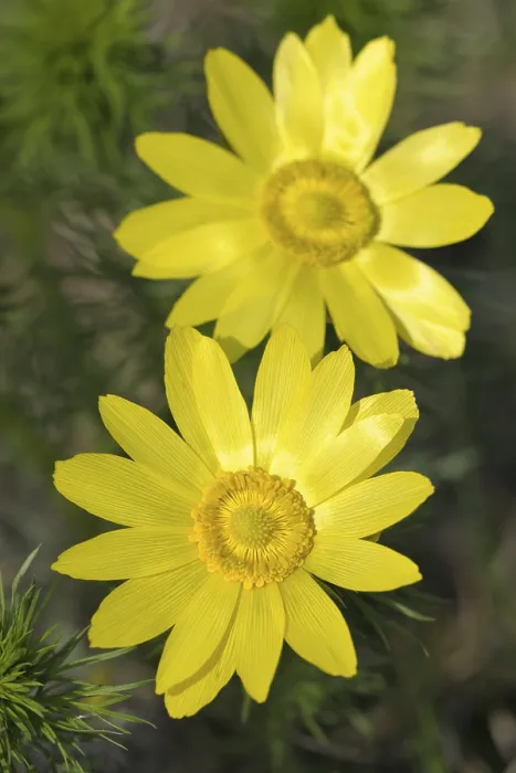 Gerahmter Druck : Adonistöne (Adonis), Tal der Triesting Gerahmter Druck : Adonistöne (Adonis), Tal der Triesting