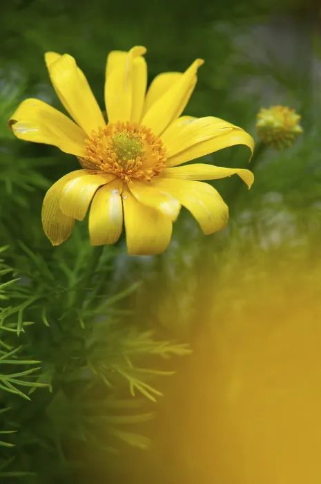 Gerahmter Druck : Adonis vernalis, Frühlings-Adonis-Kopfblumen.