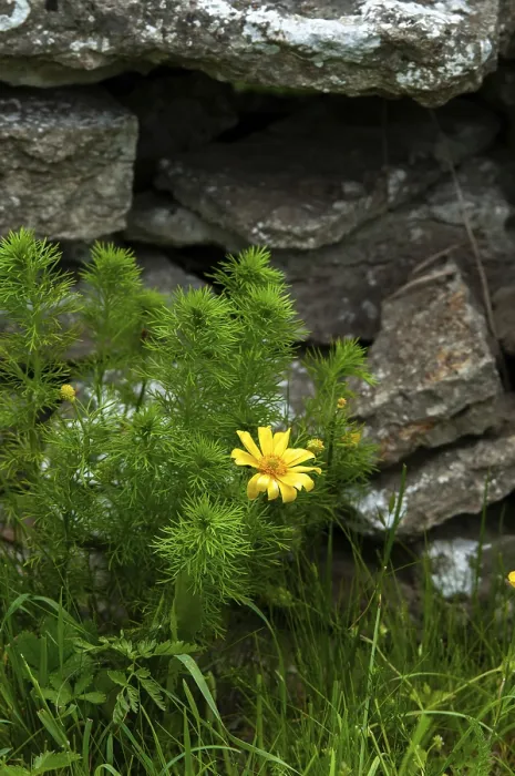 Gerahmter Druck : Adonis vernalis, Frühlings-Adonisblüten Gerahmter Druck : Adonis vernalis, Frühlings-Adonisblüten