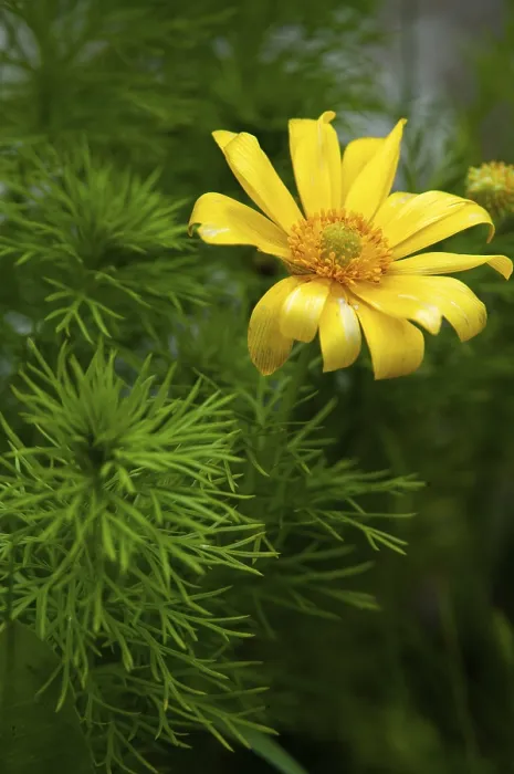 Gerahmter Druck : Adonis vernalis, Frühlingsadonisblüten. Gerahmter Druck : Adonis vernalis, Frühlingsadonisblüten.