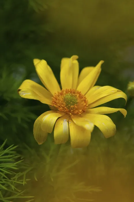 Gerahmter Druck : Adonis vernalis, Frühlings-Adonisblüten Gerahmter Druck : Adonis vernalis, Frühlings-Adonisblüten
