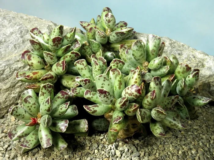 Gerahmter Druck : Adromischus cooperi Gerahmter Druck : Adromischus cooperi