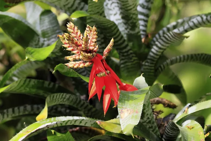 Gerahmter Druck : Aechmea chantinii, Amazonen-Zebra. Gerahmter Druck : Aechmea chantinii, Amazonen-Zebra.