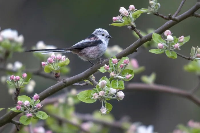 Gerahmter Druck : Aegithalos caudatus, Langschwanzmeise Gerahmter Druck : Aegithalos caudatus, Langschwanzmeise