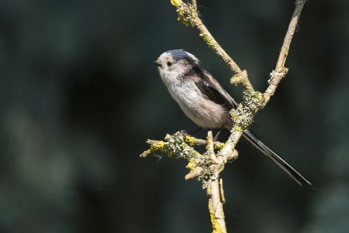 Gerahmter Druck : Aegithalos caudatus, Langschwanzmeise Gerahmter Druck : Aegithalos caudatus, Langschwanzmeise
