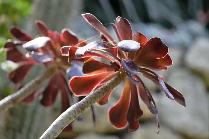 Gerahmter Druck : Aeonium Gerahmter Druck : Aeonium
