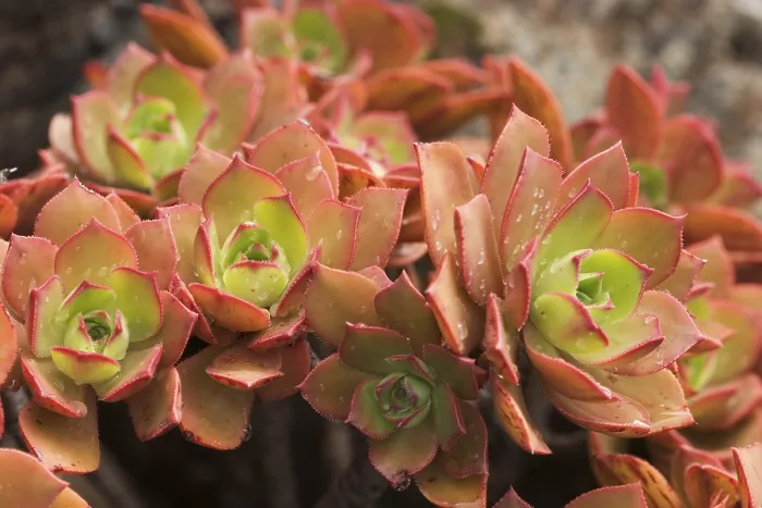 Gerahmter Druck : Aeonium decorum - La Gomera Gerahmter Druck : Aeonium decorum - La Gomera