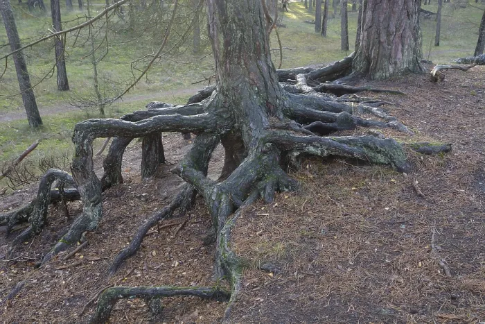 Gerahmter Druck : Luftwurzeln in einem Kiefernwald. Gerahmter Druck : Luftwurzeln in einem Kiefernwald.