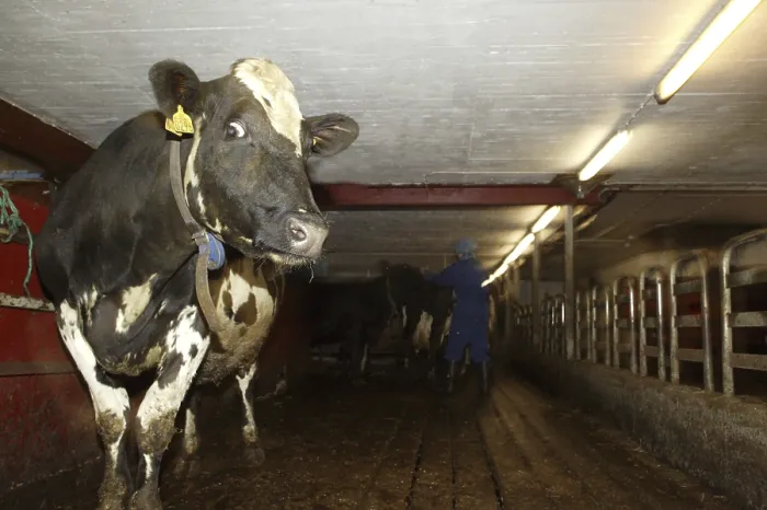 Gerahmter Druck : Eine ängstliche Kuh in einem schmutzigen Stall. Gerahmter Druck : Eine ängstliche Kuh in einem schmutzigen Stall.