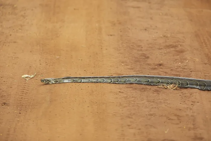 Gerahmter Druck : Afrikanischer Schwarznattern (Python sebae) auf roter Sandpiste. Gerahmter Druck : Afrikanischer Schwarznattern (Python sebae) auf roter Sandpiste.