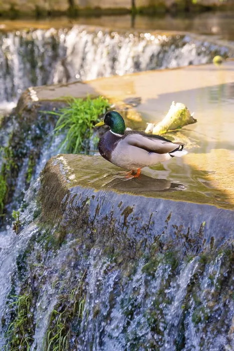 Gerahmter Druck : Einmal wieder steht ein Enten am Rand eines kleinen Wasserfalls. Gerahmter Druck : Einmal wieder steht ein Enten am Rand eines kleinen Wasserfalls.