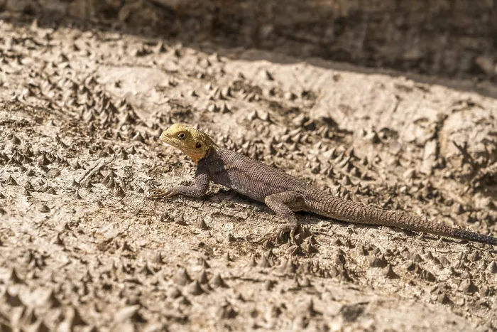 Gerahmter Druck : (Agama) auf einem Baumstamm, Cuntaur Gerahmter Druck : (Agama) auf einem Baumstamm, Cuntaur
