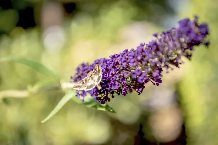 Gerahmter Druck : Agat-Eule-Motte Gerahmter Druck : Agat-Eule-Motte