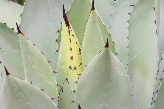 Gerahmter Druck : Agave 07 Gerahmter Druck : Agave 07