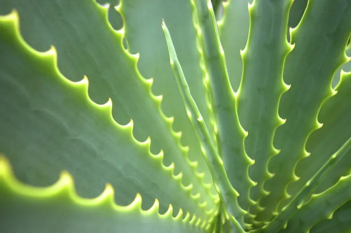 Gerahmter Druck : Agave