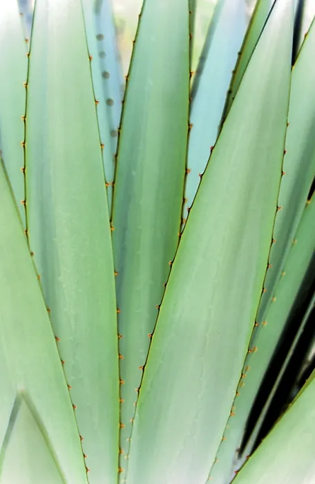 Gerahmter Druck : Agave Gerahmter Druck : Agave