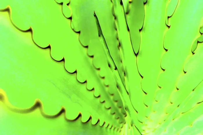 Gerahmter Druck : Agave Gerahmter Druck : Agave