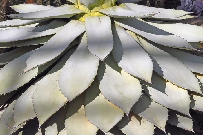 Gerahmter Druck : Agave Gerahmter Druck : Agave