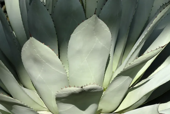 Gerahmter Druck : Agave (Agave) Gerahmter Druck : Agave (Agave)