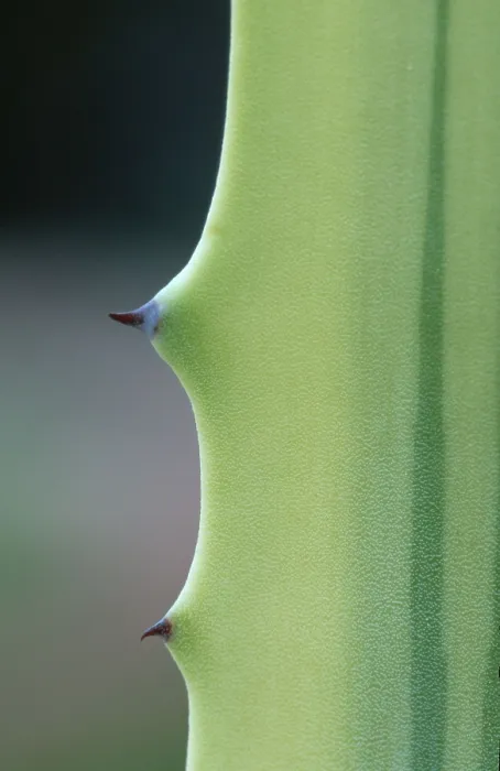 Gerahmter Druck : Agave, Blattdetail mit Dornen (Agave spec.) Gerahmter Druck : Agave, Blattdetail mit Dornen (Agave spec.)
