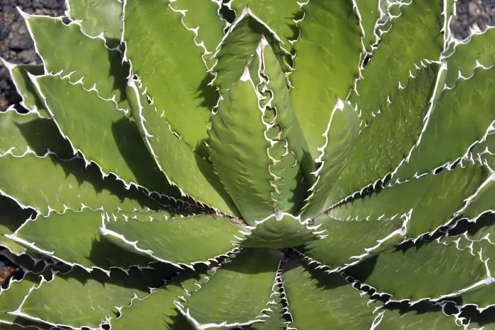 Gerahmter Druck : Agave Shawii Gerahmter Druck : Agave Shawii