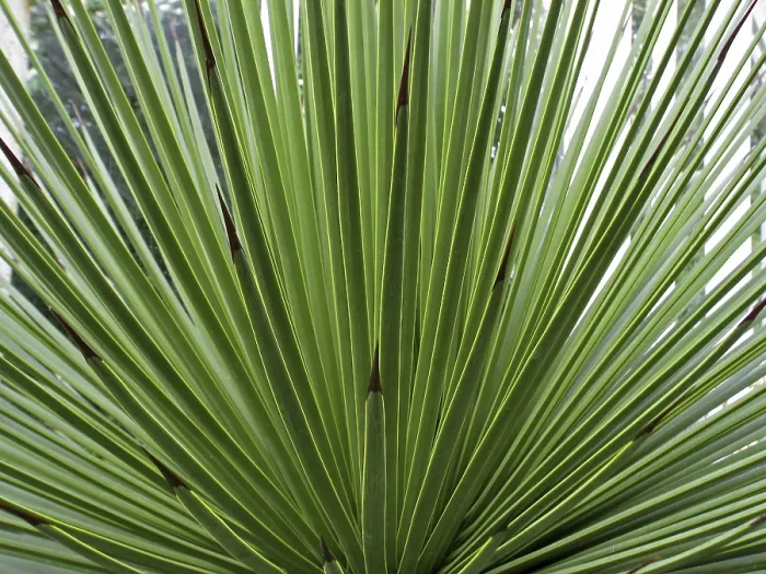 Gerahmter Druck : Agave stricta, Agaven. Gerahmter Druck : Agave stricta, Agaven.