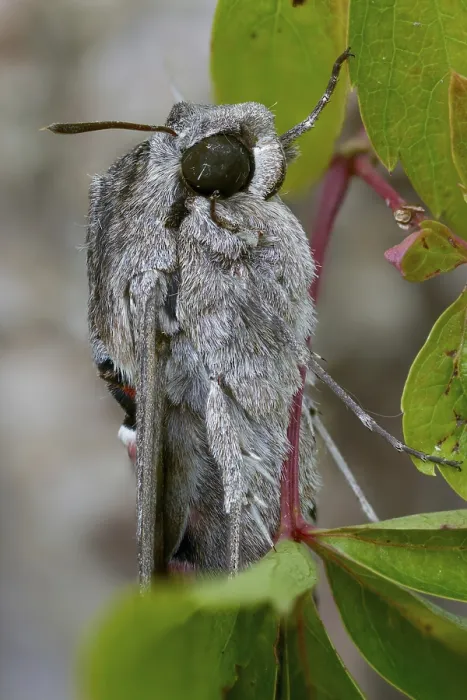Gerahmter Druck : Gerahmter Druck :